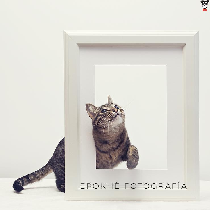 gallery-active-img