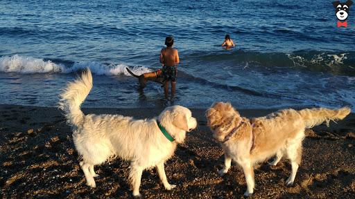 gallery-active-img