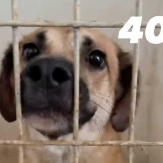Galgos del Sol está tratando de sacar a 80 perros …