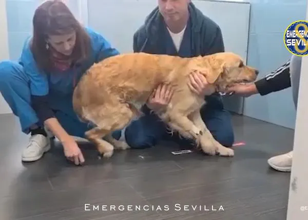 La emocionante historia de la recuperación de Nana, una perra de rescate que ha estado a punto de morir