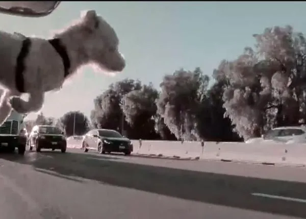 Una perra casi muere atropellada tras salir volando por la ventana del coche en una autopista