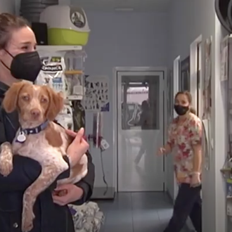 Menos de 200 perros o gatos contagiados de COVID-19 en …