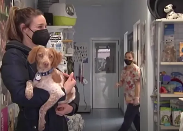 Menos de 200 perros o gatos contagiados de COVID-19 en todo el mundo frente a 100 millones de casos en humanos