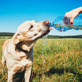 Detectar cuanto antes un golpe de calor en perros es …