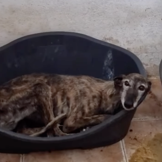 Perros abandonados porque son mayores, porque son abuelos: un drama …