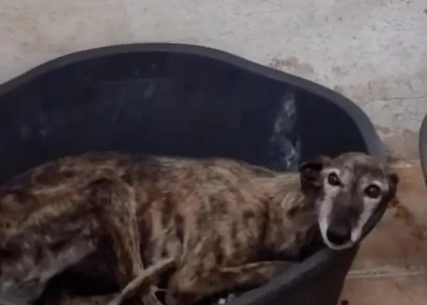 Perros abandonados porque son mayores, porque son abuelos: un drama cotidiano en España