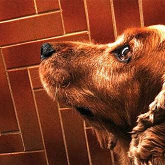 La agresividad en perros: los Cocker Spaniel, colores de pelo …