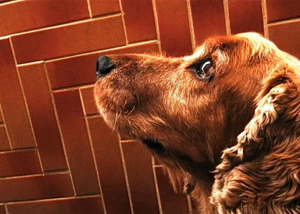 La agresividad en perros: los Cocker Spaniel, colores de pelo y Prozac