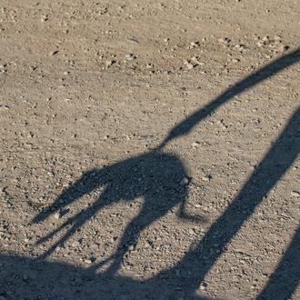 El estrés a largo plazo en los perros está relacionado …