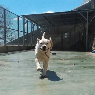 La historia de Harpo, un guapo PPP que es sordo …