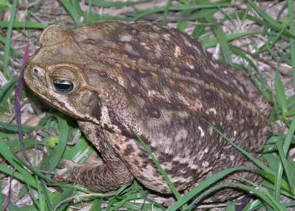 Alertan en Florida del peligro de los sapos de caña: su veneno puede matar a un perro en 15 minutos