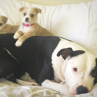 Un Pit Bull sordo es la mejor niñera perruna para …