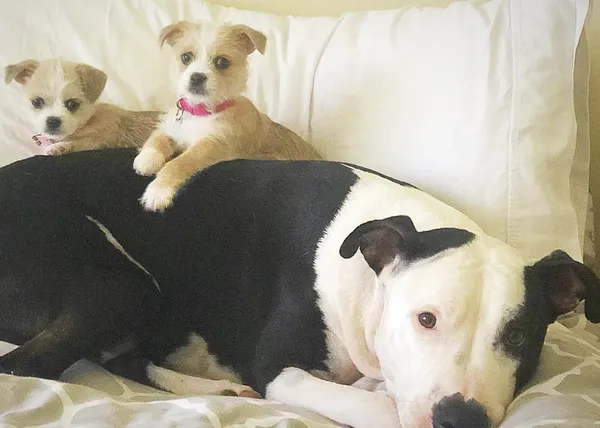 Un Pit Bull sordo es la mejor niñera perruna para los cachorrotes que acoge su familia