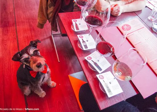 Las ruta SrPerro en Time Out Barcelona: ¡a disfrutar con los canes de vinos y cañas!