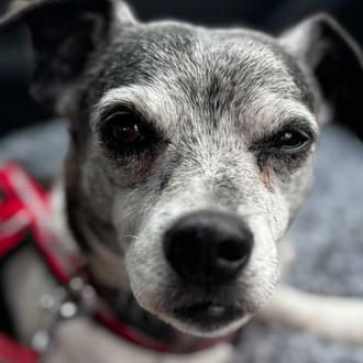 Un perro de 16 años robado a una persona sin …