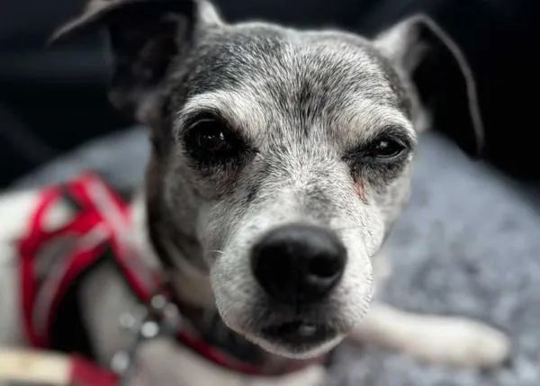Un perro de 16 años robado a una persona sin hogar: la historia de cómo Mr G volvió con su humana