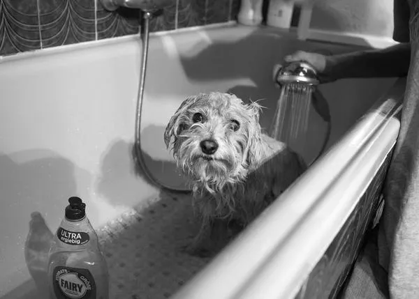 El miedo y la confianza en los ojos de un perro: retratos del día a día del rescate animal