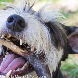 SrPerro en 