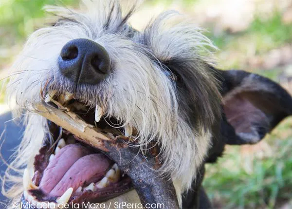 SrPerro en 