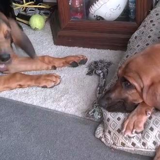 Una clase de paciencia canina con Joe y Magnus, dos …