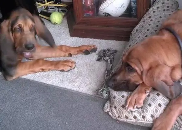 Una clase de paciencia canina con Joe y Magnus, dos Bloodhounds