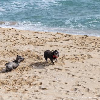 Ranking de playas perrunas en España ¿cuales son recomendables y …