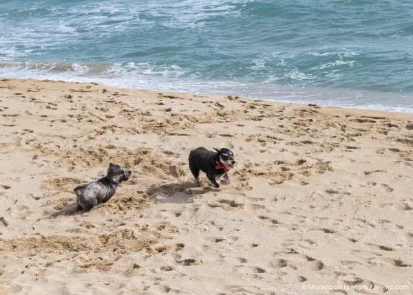 Ranking de playas perrunas en España ¿cuales son recomendables y cuales decepcionantes?