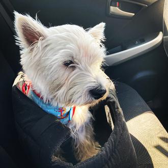 ¿Tu perro tiene coronavirus? Otro ejemplo de lo mucho que …