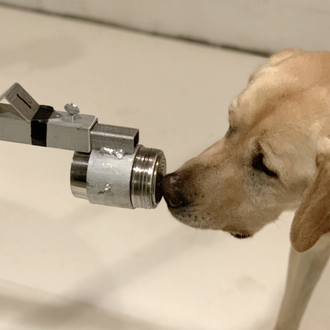 Los perros son capaces de detectar COVID-19 con una eficacia …