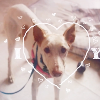 Las adopciones generosas: la historia de Suri, una Podenco y …