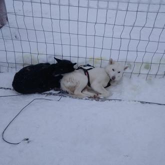 Denuncian graves casos de maltrato a perros de trineo en …