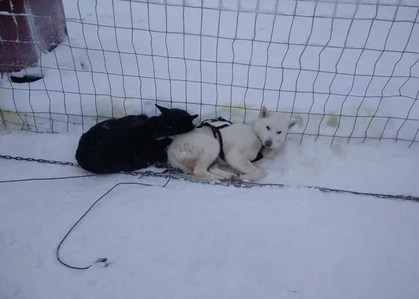 Denuncian graves casos de maltrato a perros de trineo en Laponia: FAADA pide a las agencias que no vendan esas excursiones