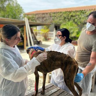 Brutal caso de maltrato animal en Molina de Segura: unos …