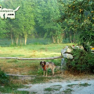 Camino de Santiago con perro: pistas básicas para 