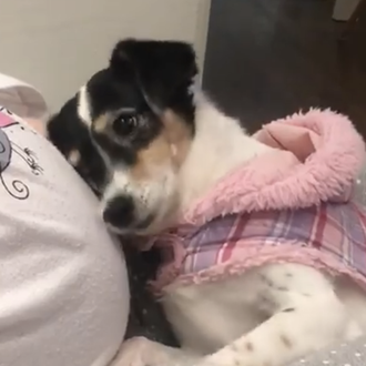 Una perra saluda a su futura humana antes incluso de …