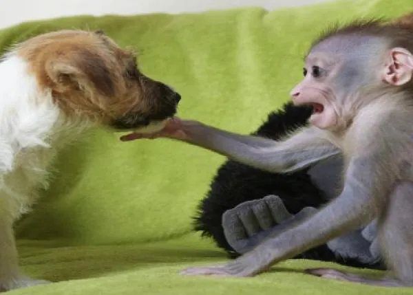 Mubi, la bebé mono, y sus amigos, los cachorros de Jack Russell
