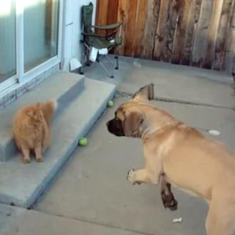 El mastín juguetón y el gato impasible