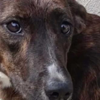 Logran el decomiso de 9 perros que malvivían en una …