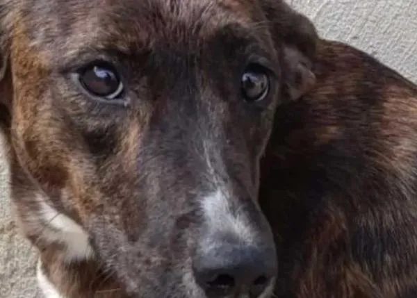 Logran el decomiso de 9 perros que malvivían en una casa ocupada en Tarrés, Lleida