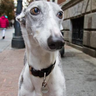 Encuentros perrunos: Babel, una guapa galga