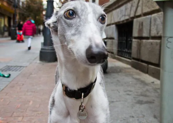 Encuentros perrunos: Babel, una guapa galga