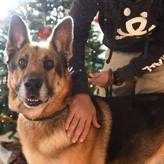 Un nuevo año extra feliz del perro cuya dueña, fallecida …