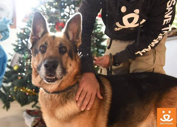 Un nuevo año extra feliz del perro cuya dueña, fallecida, pretendía que fuera sacrificado