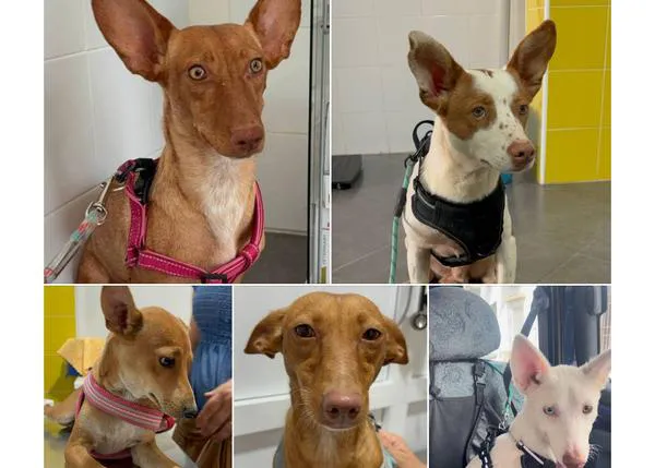 Han robado cinco perros de caza de la protectora Rociana Acoge en Huelva: ofrecen 800 euros de recompensa para encontrarlos