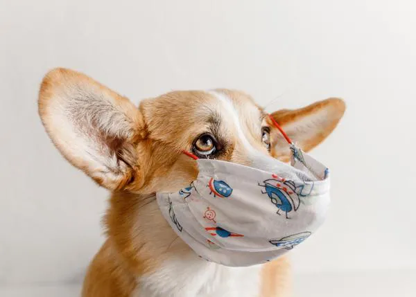 Primeros auxilios veterinarios: heridas, roturas de uñas, golpetazos, espigas, mordiscos, golpes de calor, envenenamientos...