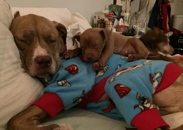 Una clase avanzada en paciencia perruna: Fifty, el pit bull, ejerce de padre 