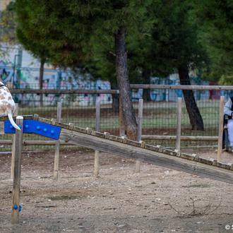 Áreas caninas que sí y áreas caninas que no: los …