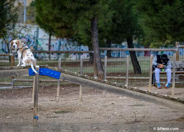 Áreas caninas que sí y áreas caninas que no: los ejemplos de Castelldefels y Cullera