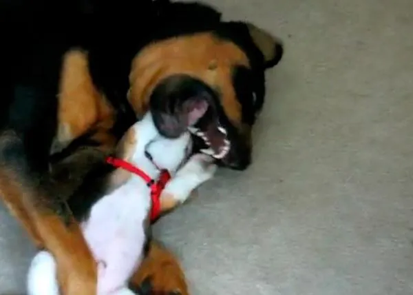 Un Rottweiler enseña a jugar a un cachorro de Beagle