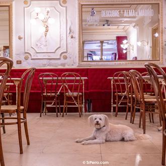 16 cafés agradables en Madrid los que dejar pasar el …